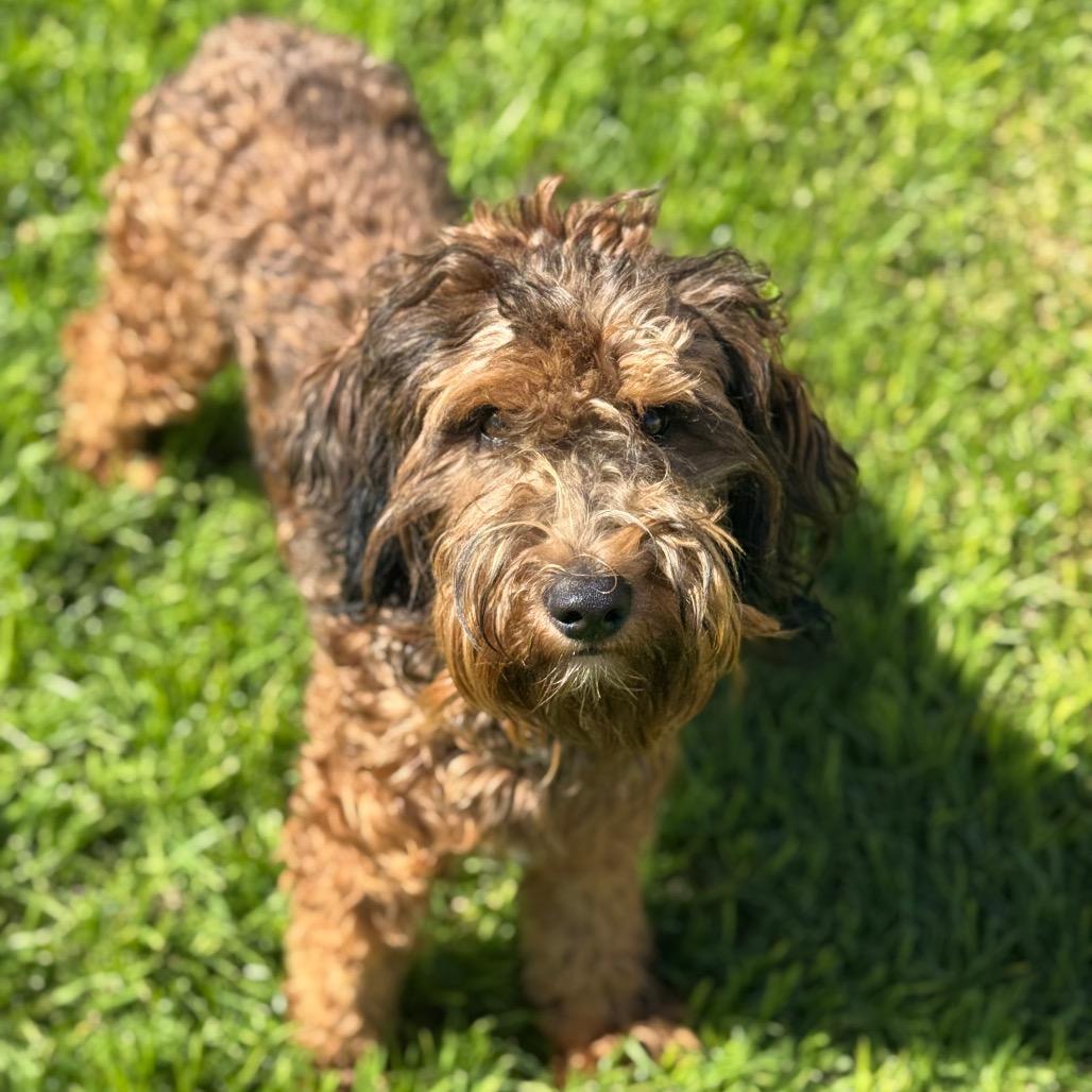 Enlarge Cosmo, a Adoptable mixed breed in Santa Barbara, CA image 4/6