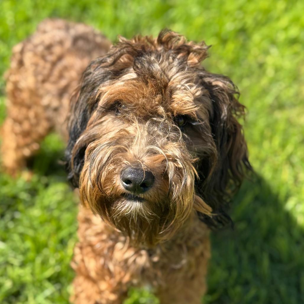Enlarge Cosmo, a Adoptable mixed breed in Santa Barbara, CA image 5/6