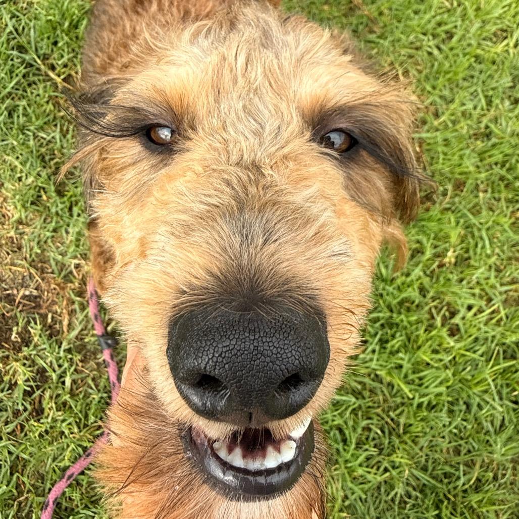 Enlarge Cosmo, a Adoptable mixed breed in Santa Barbara, CA image 6/6