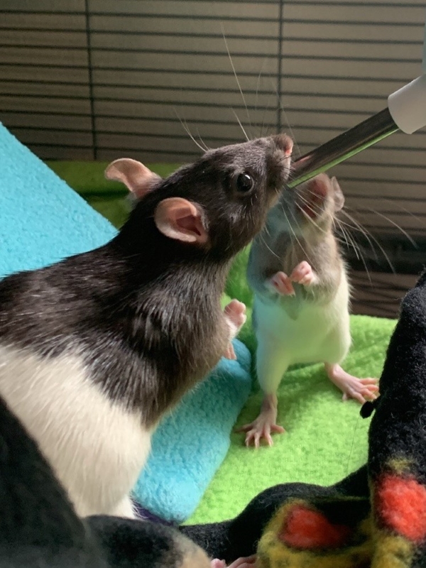 Rat for adoption Fiona & Lumpy Space Princess, a Rat in Bristol, CT