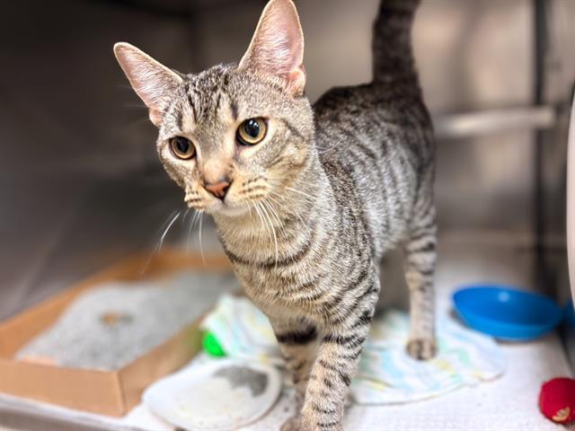 BLAZE, Adoptable, Young Male Domestic Short Hair.