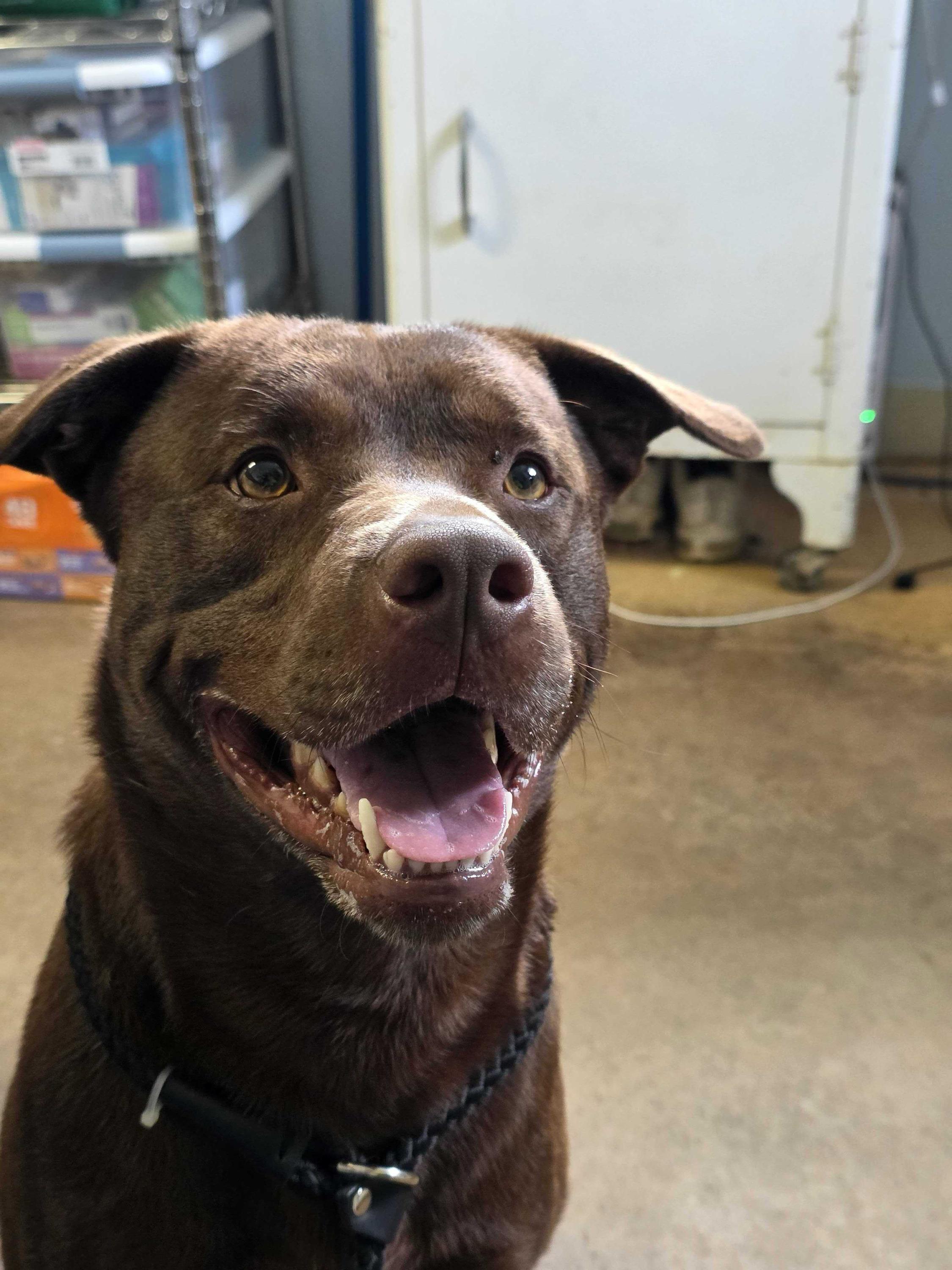 Enlarge Bourbon, an adopted mixed breed in Marshall, NC image 2/6