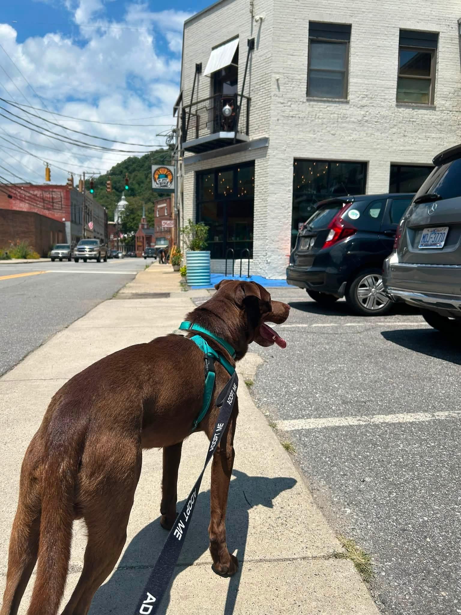 Enlarge Bourbon, an adopted mixed breed in Marshall, NC image 5/6