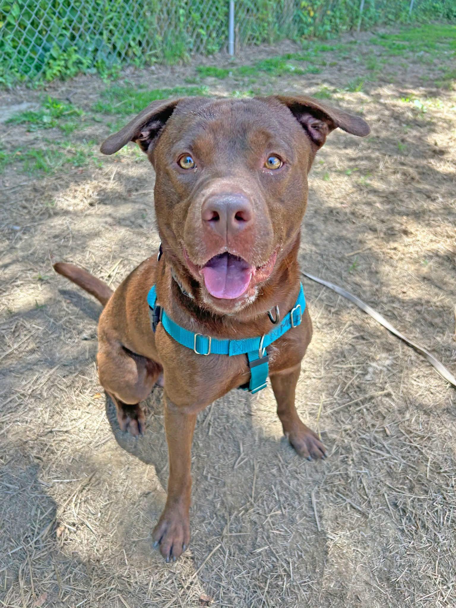Enlarge Bourbon, an adopted mixed breed in Marshall, NC image 1/6