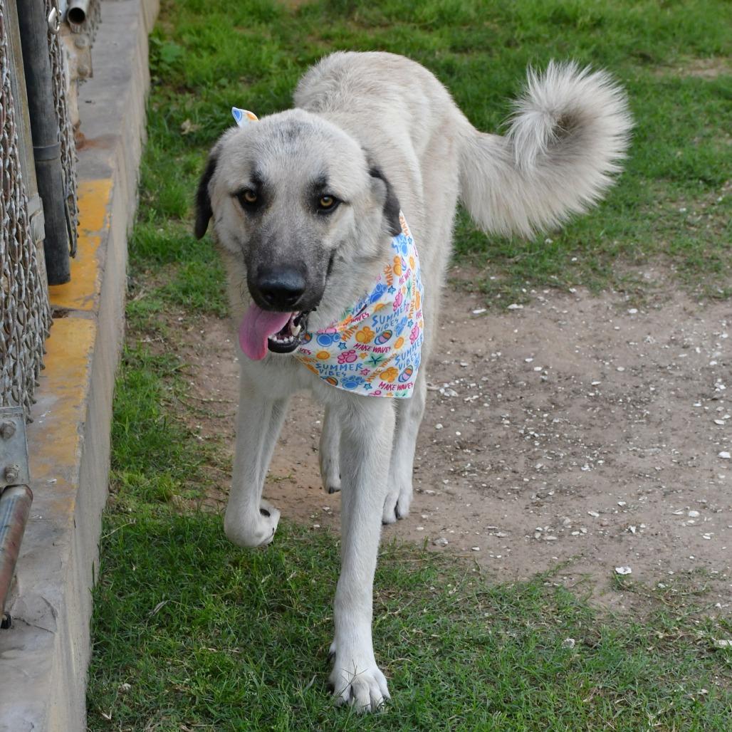 Gossamer, Adoptable, Adult Male Afghan Hound.