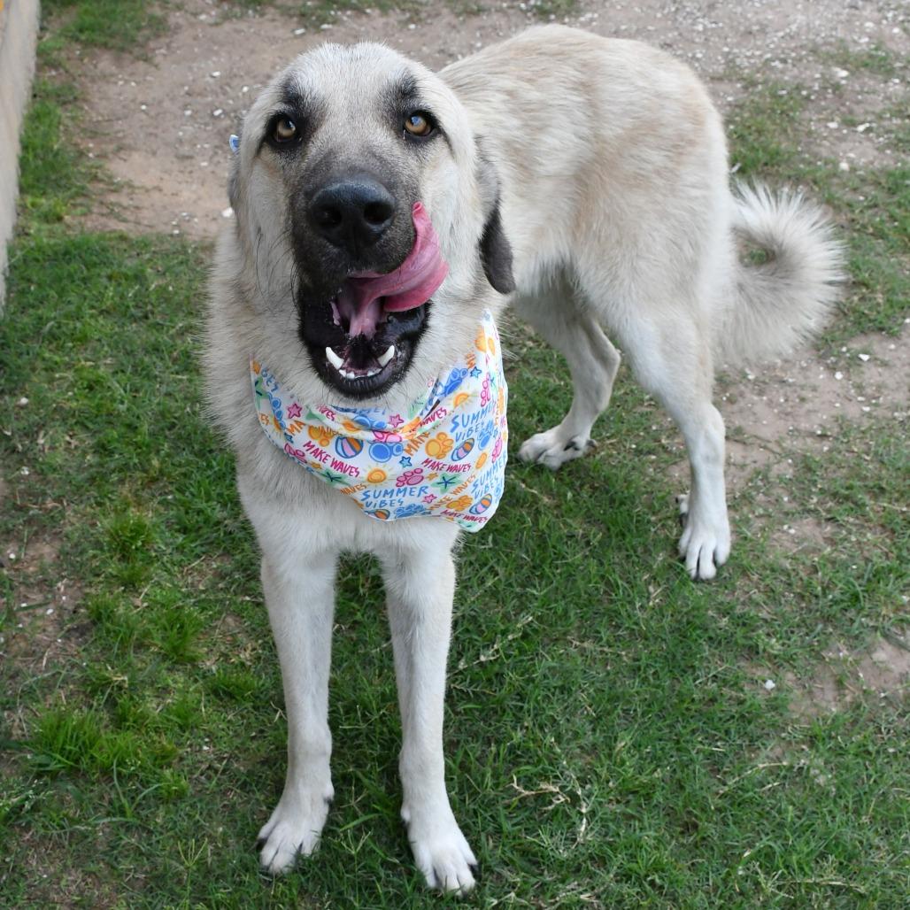Gossamer, a Adoptable Afghan Hound in Beaumont, TX image 2/6