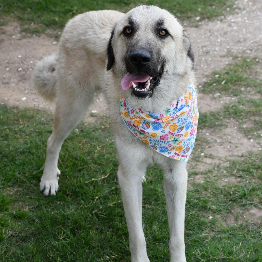 Gossamer, a Adoptable Afghan Hound in Beaumont, TX image 3/6