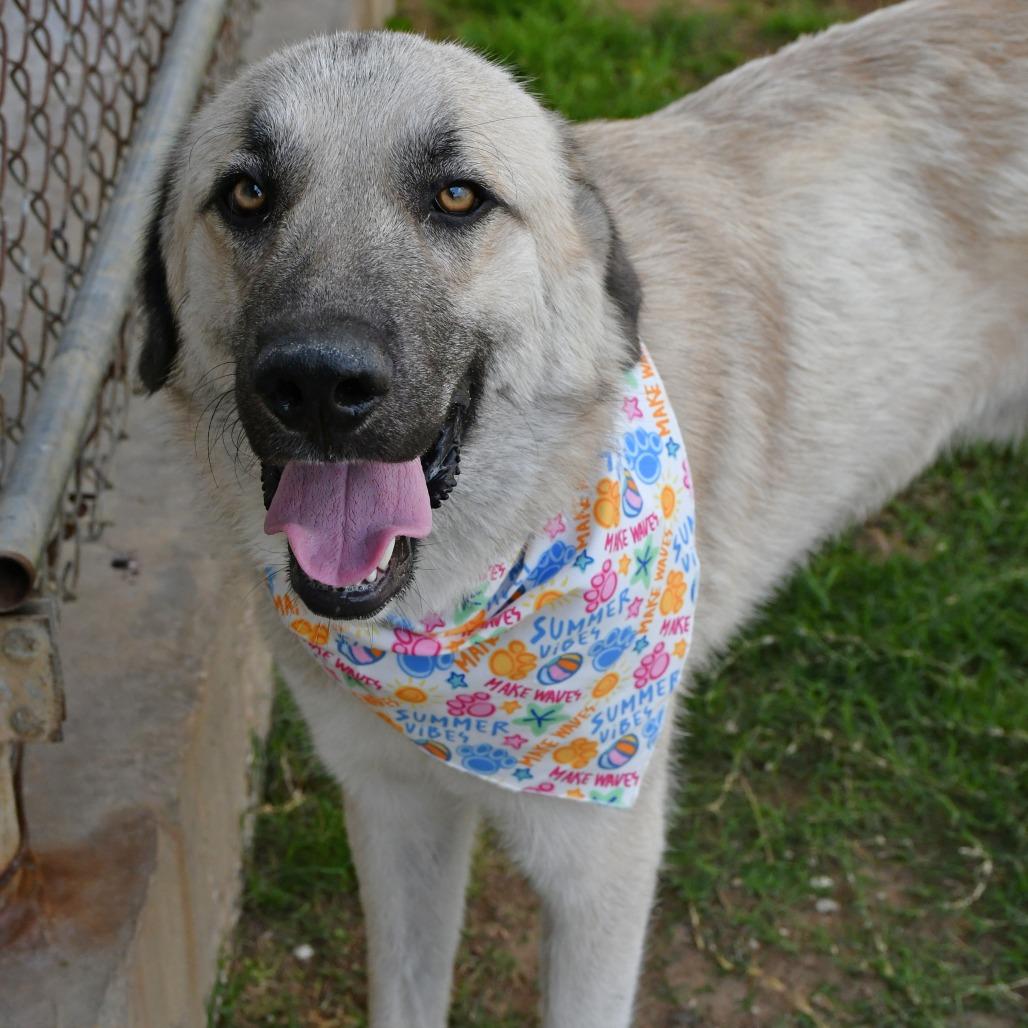 Gossamer, a Adoptable Afghan Hound in Beaumont, TX image 4/6