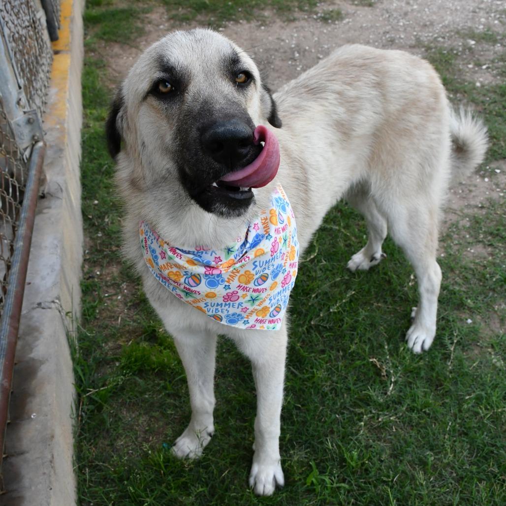 Gossamer, a Adoptable Afghan Hound in Beaumont, TX image 5/6