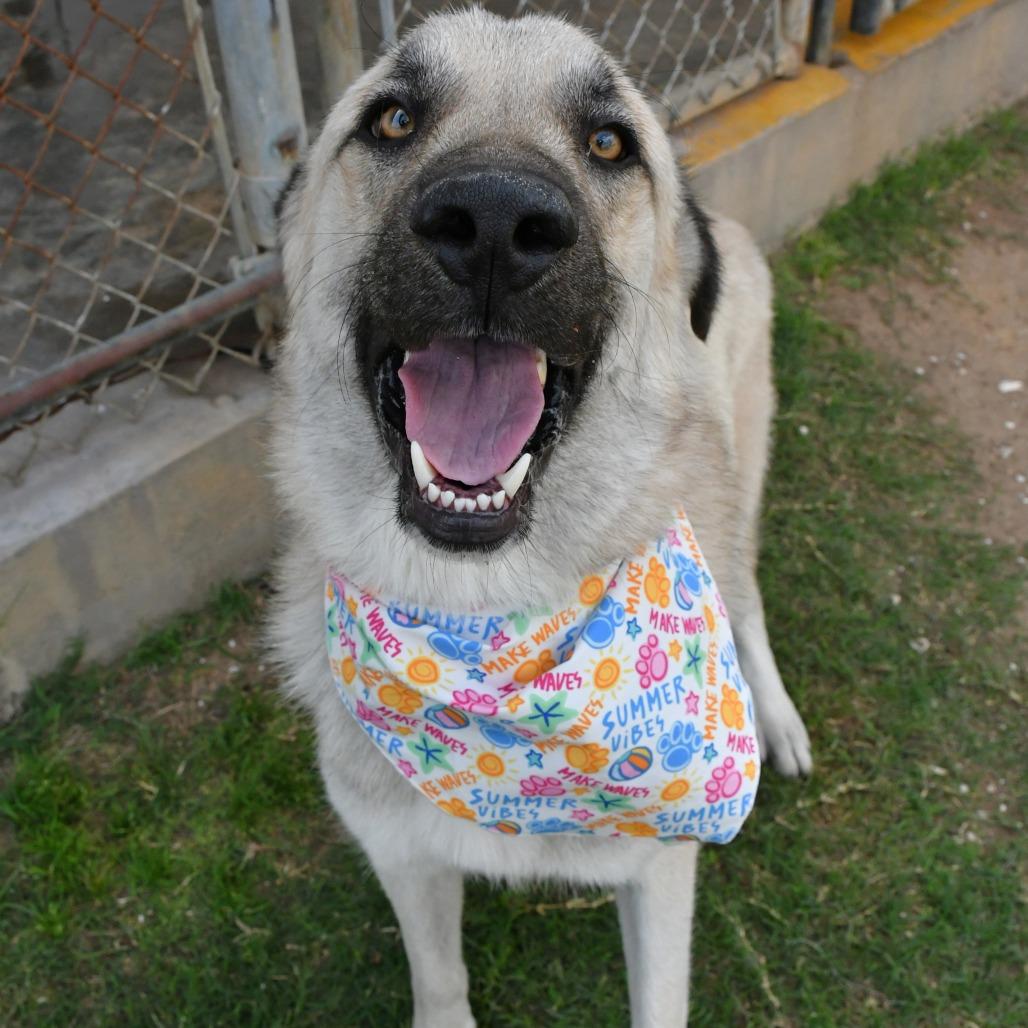 Gossamer, a Adoptable Afghan Hound in Beaumont, TX image 6/6