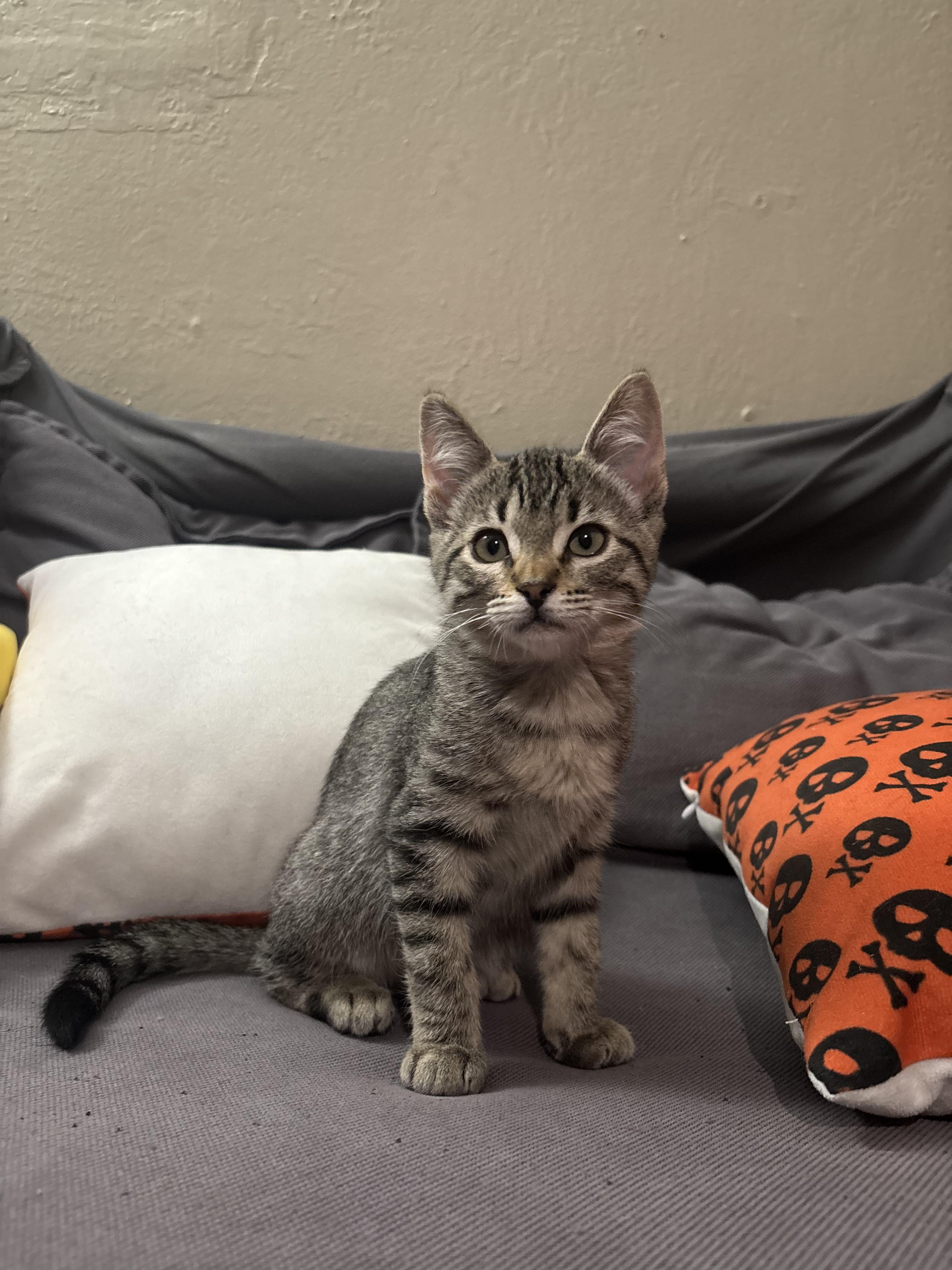 Enlarge Lux, a ADOPTABLE Domestic Short Hair in Davis, CA image 2/5