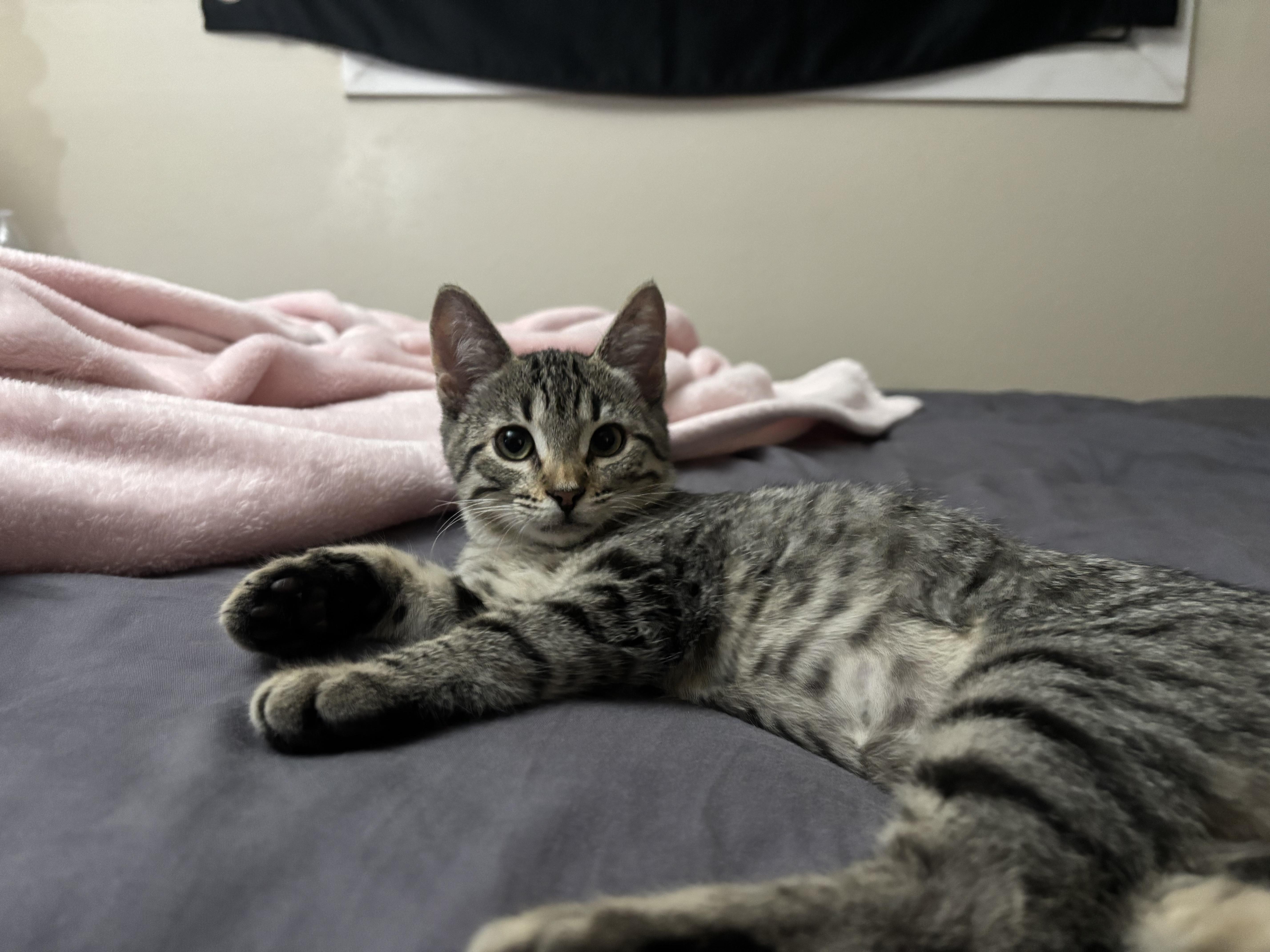Enlarge Lux, a ADOPTABLE Domestic Short Hair in Davis, CA image 4/5