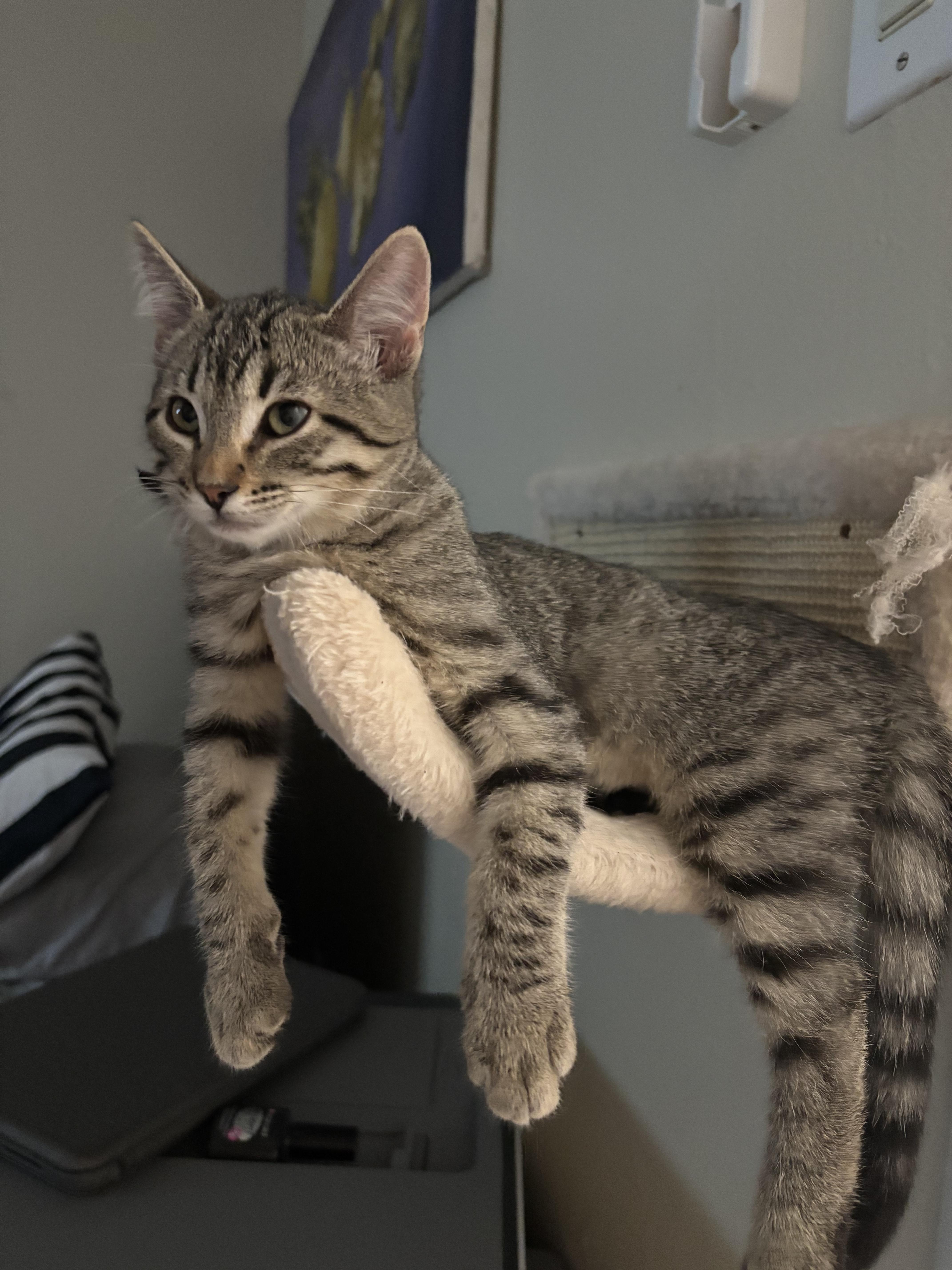 Enlarge Lux, a ADOPTABLE Domestic Short Hair in Davis, CA image 1/5
