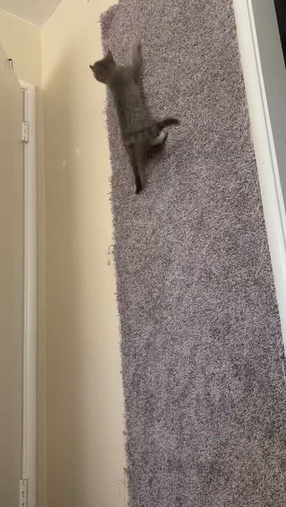 Enlarge Lux, a ADOPTABLE Domestic Short Hair in Davis, CA video 5/5