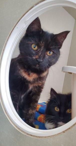 Enlarge Kiwi, a ADOPTABLE Domestic Short Hair in Hutchinson, MN image 2/4