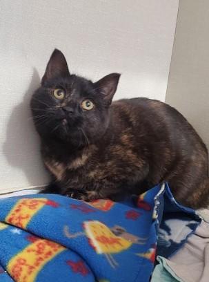 Enlarge Kiwi, a ADOPTABLE Domestic Short Hair in Hutchinson, MN image 4/4