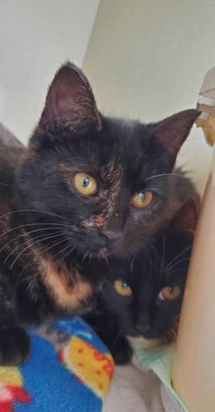 Enlarge Kiwi, a ADOPTABLE Domestic Short Hair in Hutchinson, MN image 3/4