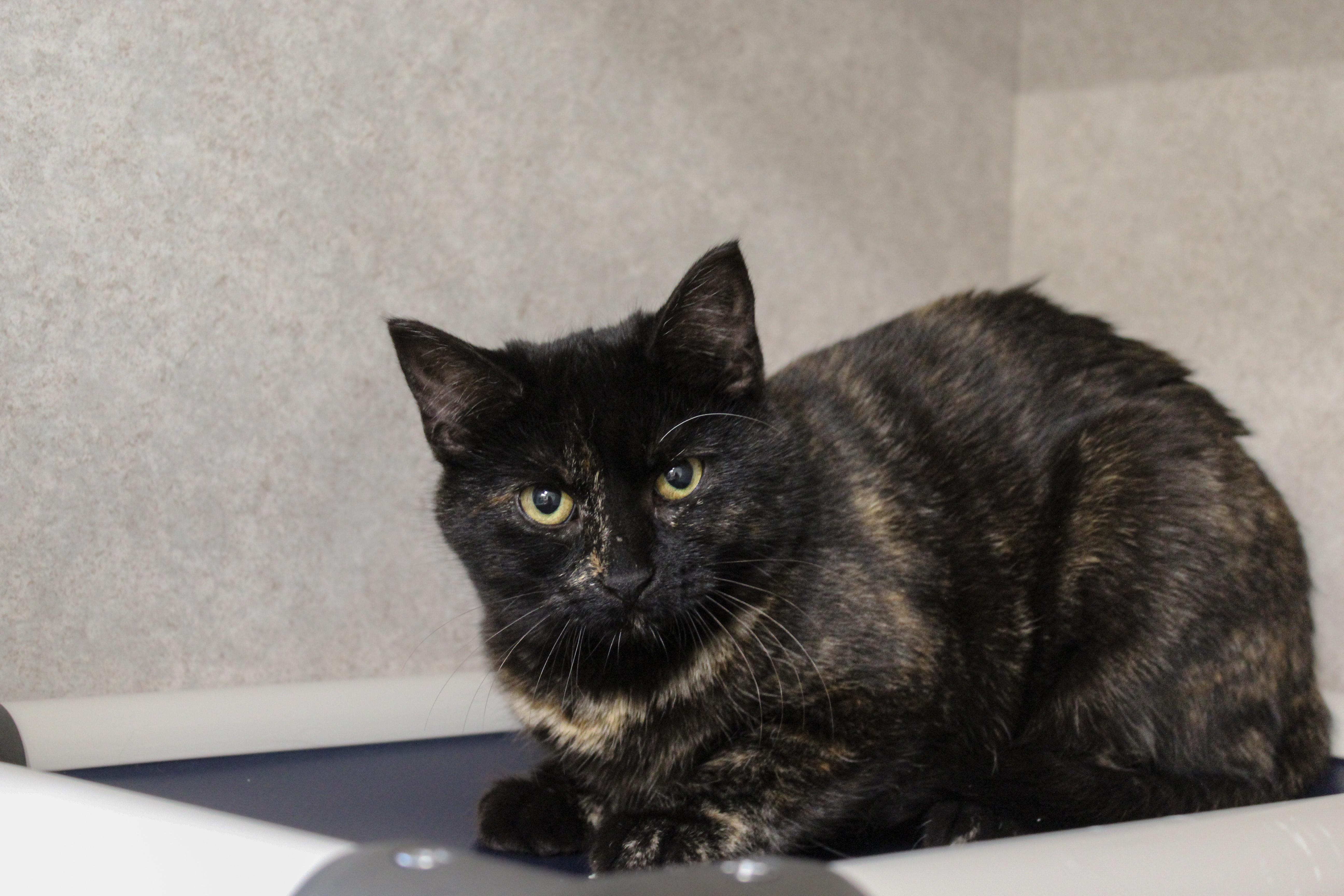 Enlarge Kiwi, a ADOPTABLE Domestic Short Hair in Hutchinson, MN image 1/4