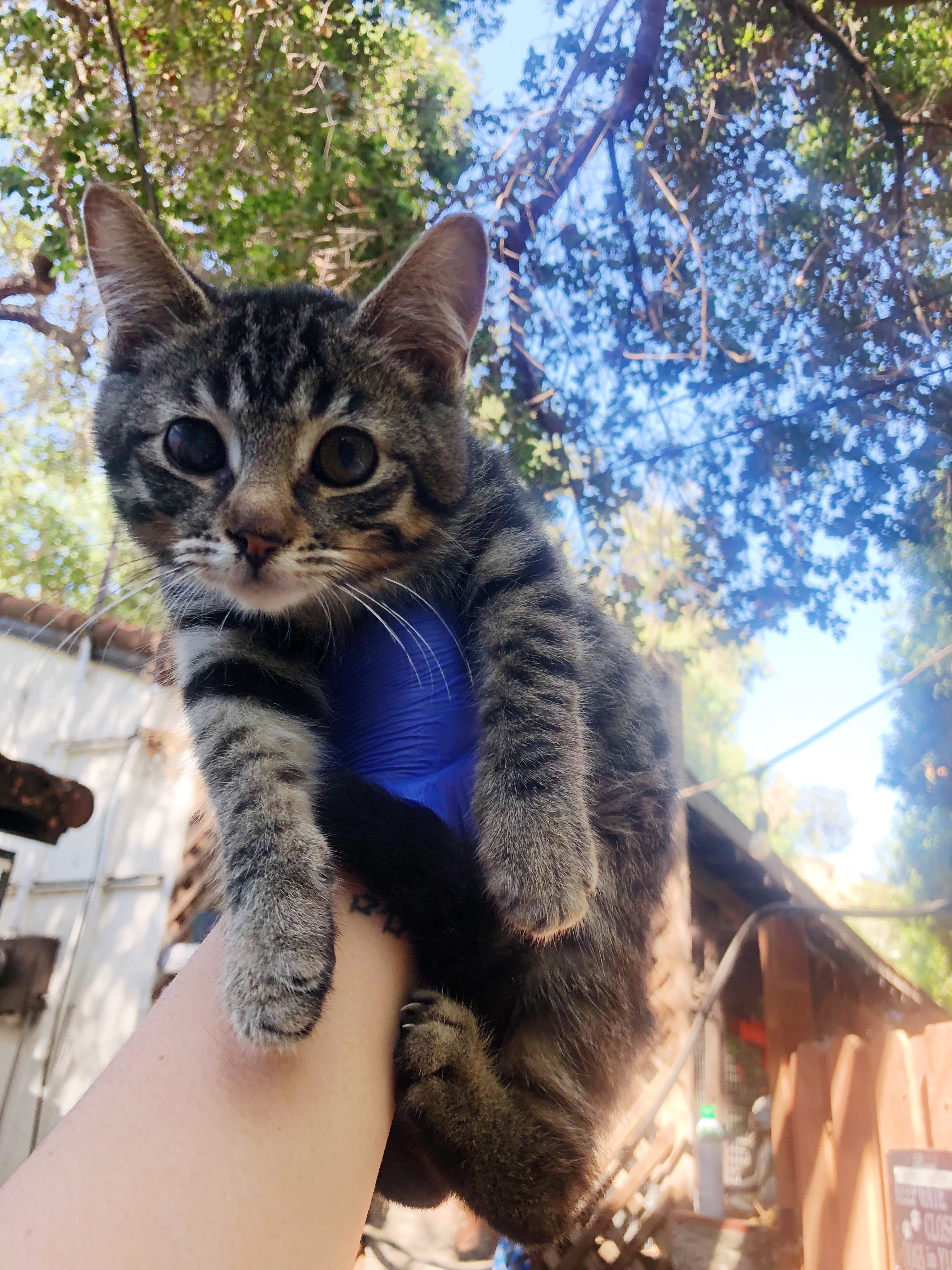 Fifi, Adoptable, Adult Female Tabby.