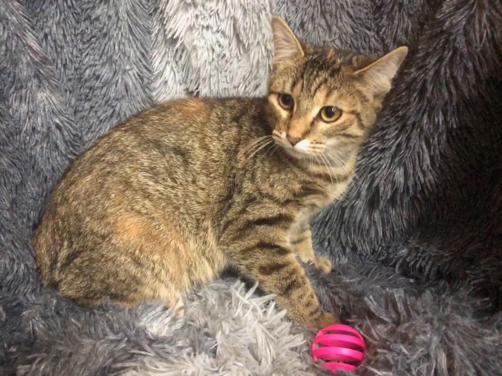 Kailana, Adoptable, Kitten Female Domestic Short Hair & Tabby.