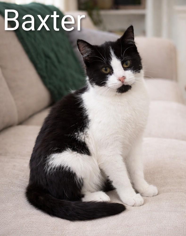 Baxter, adopted, Kitten Male Tuxedo.