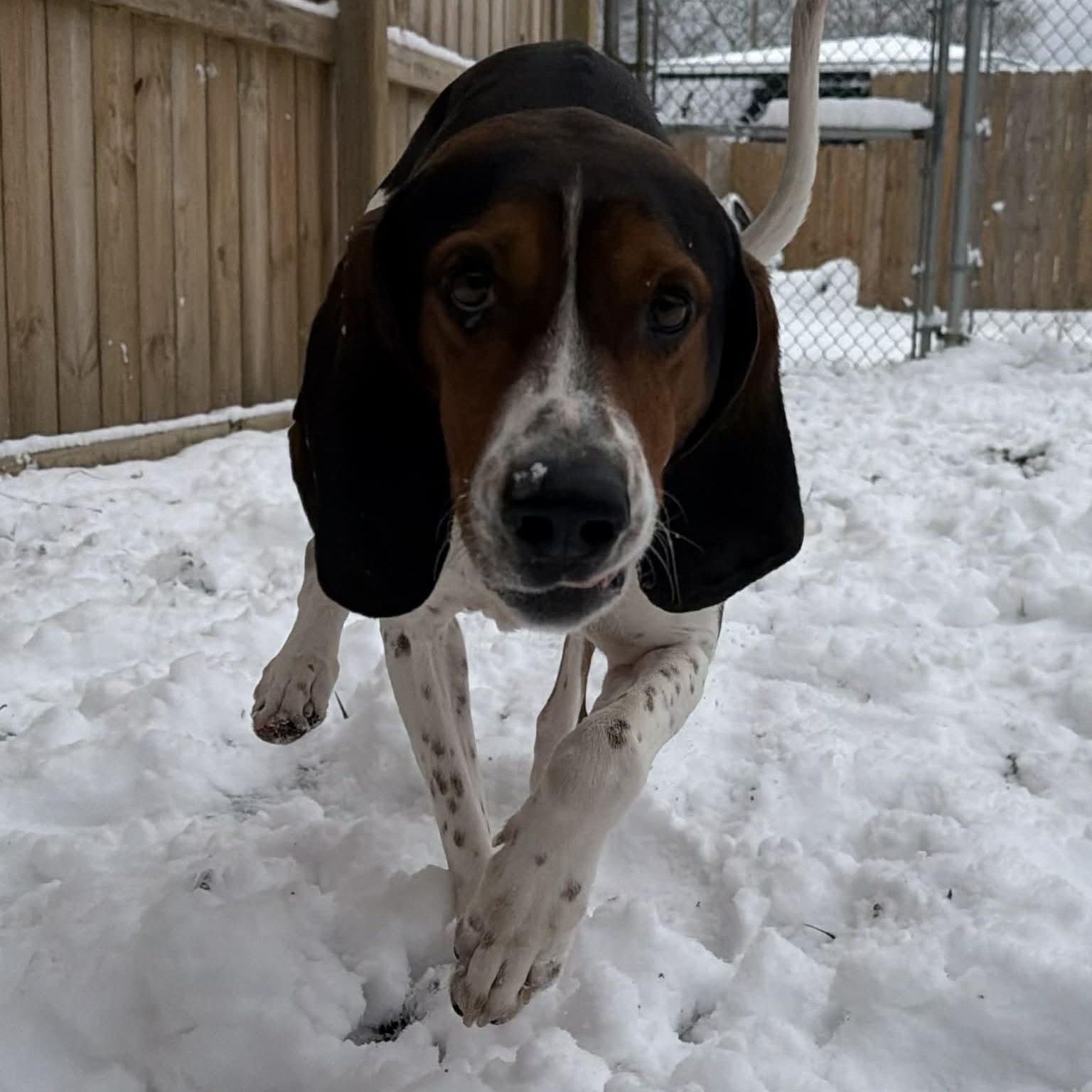 Enlarge Rodeo, a ADOPTABLE Treeing Walker Coonhound in Martinsville, IN image 1/3