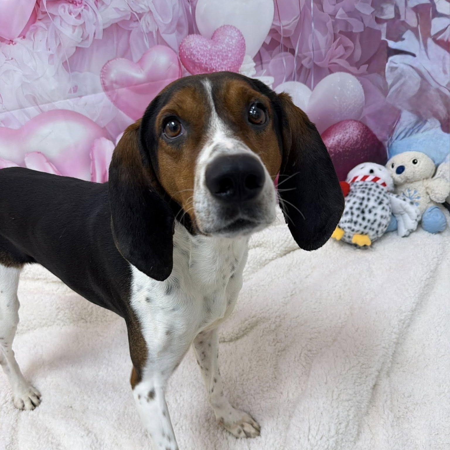 Rodeo, ADOPTABLE, Adult Male Treeing Walker Coonhound.