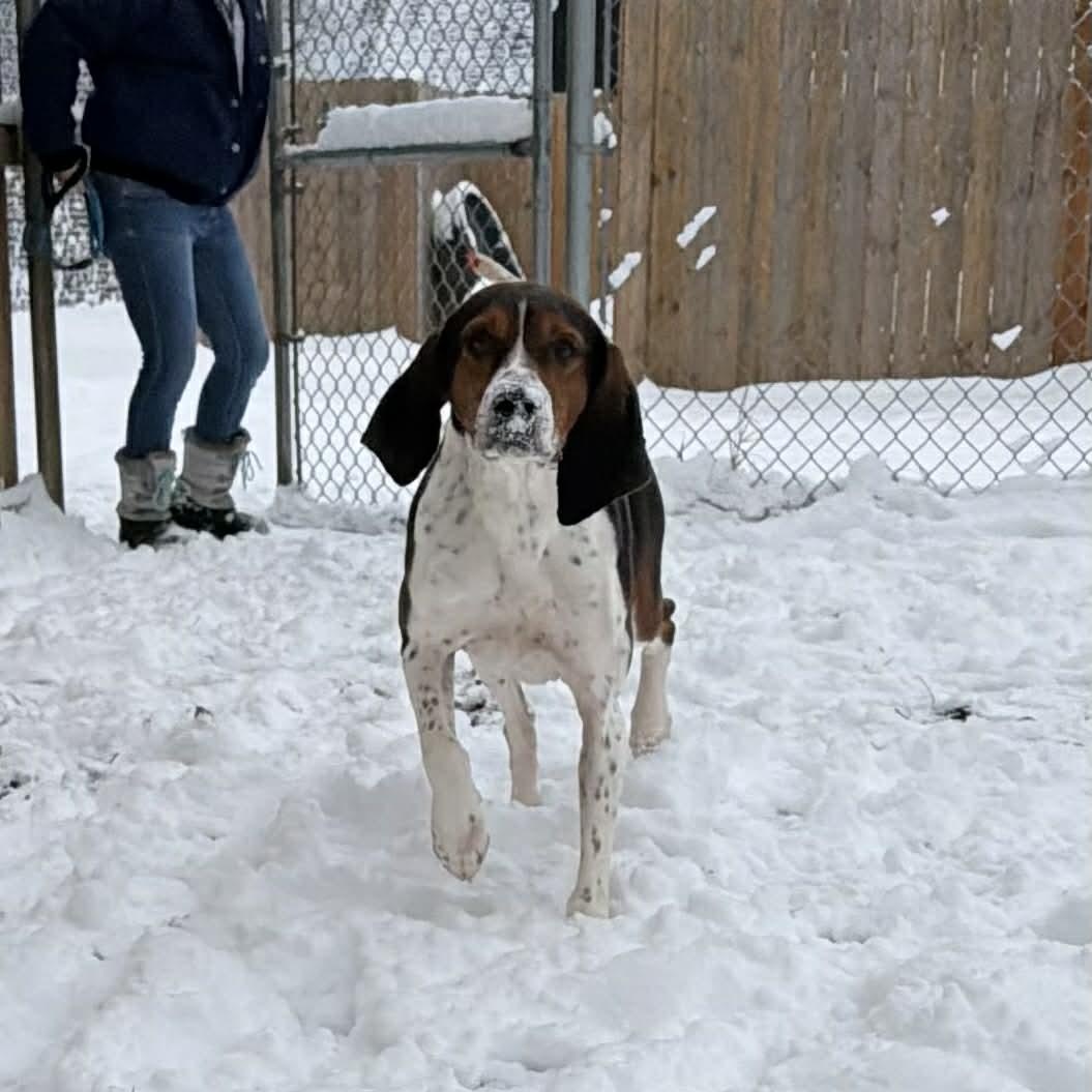 Enlarge Rodeo, a ADOPTABLE Treeing Walker Coonhound in Martinsville, IN image 2/3