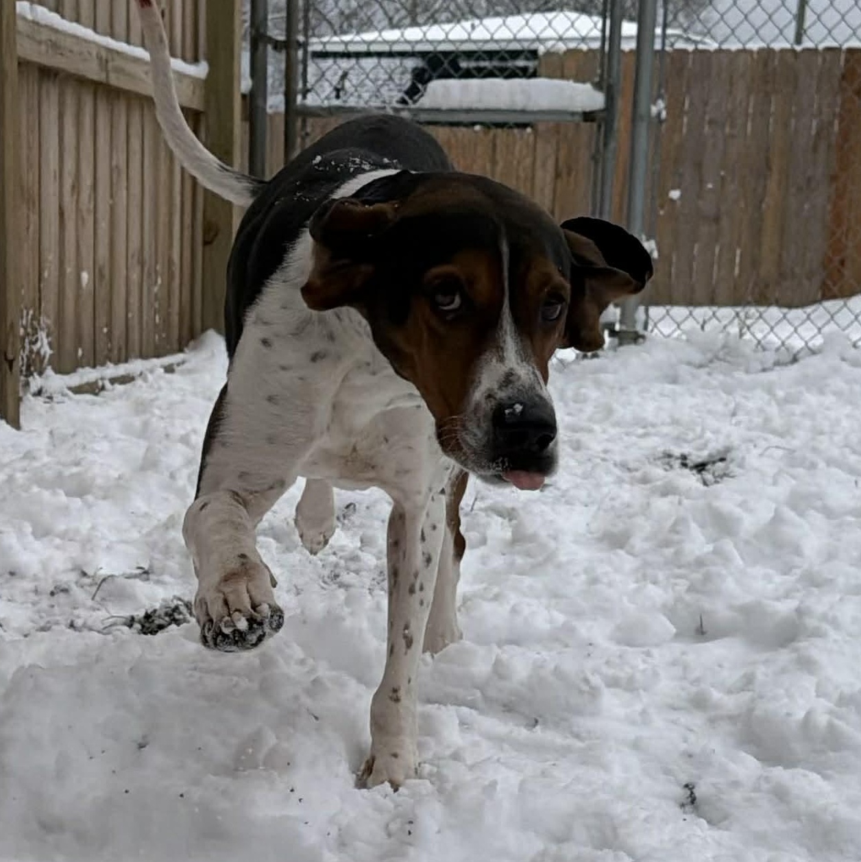 Enlarge Rodeo, a ADOPTABLE Treeing Walker Coonhound in Martinsville, IN image 3/3