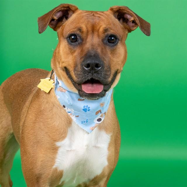 Enlarge HITCH, a Adoptable mixed breed in Saint Louis, MO image 1/1