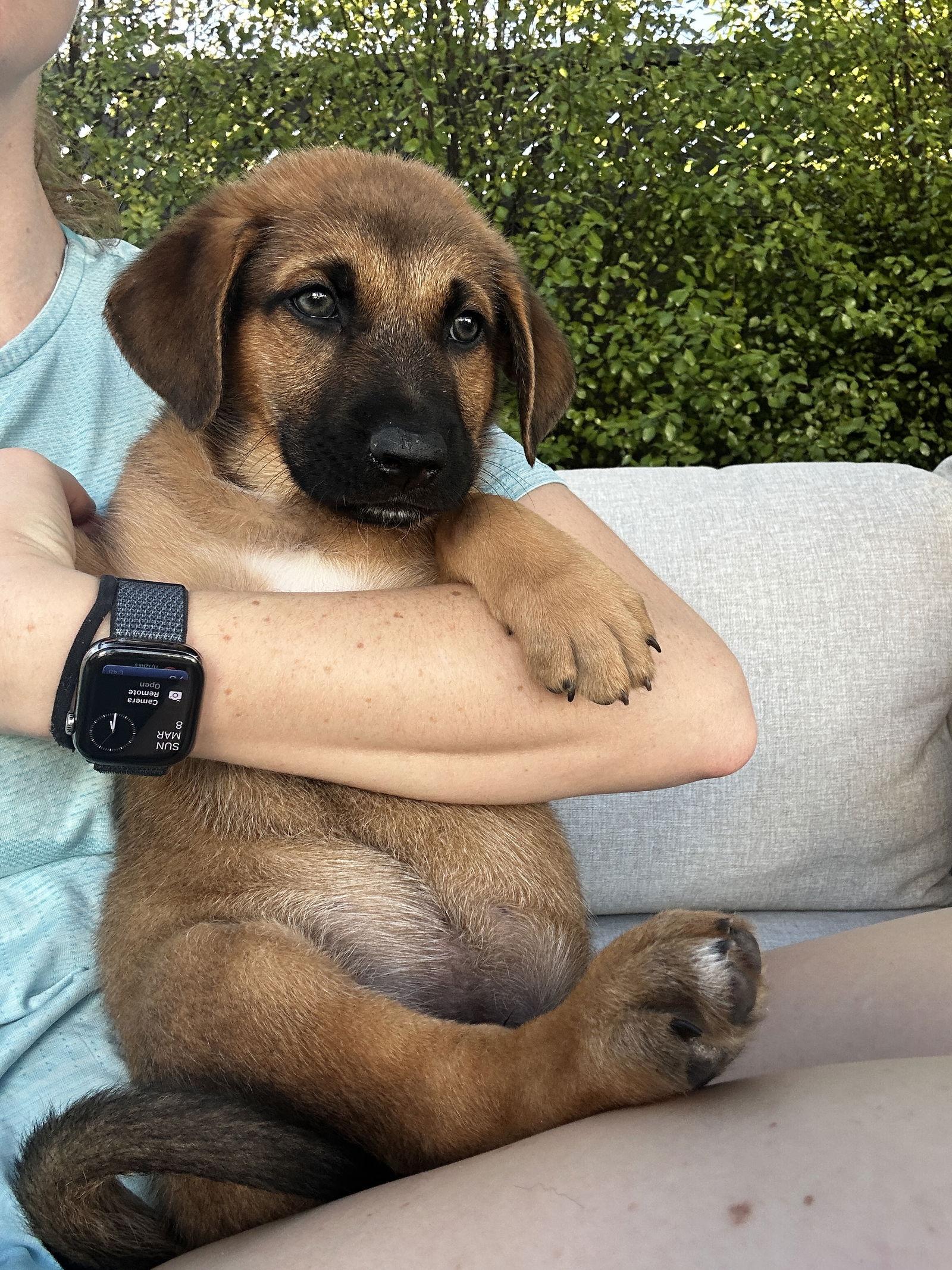 Manchengo, Adoptable, Young Male Border Collie & Shepherd.