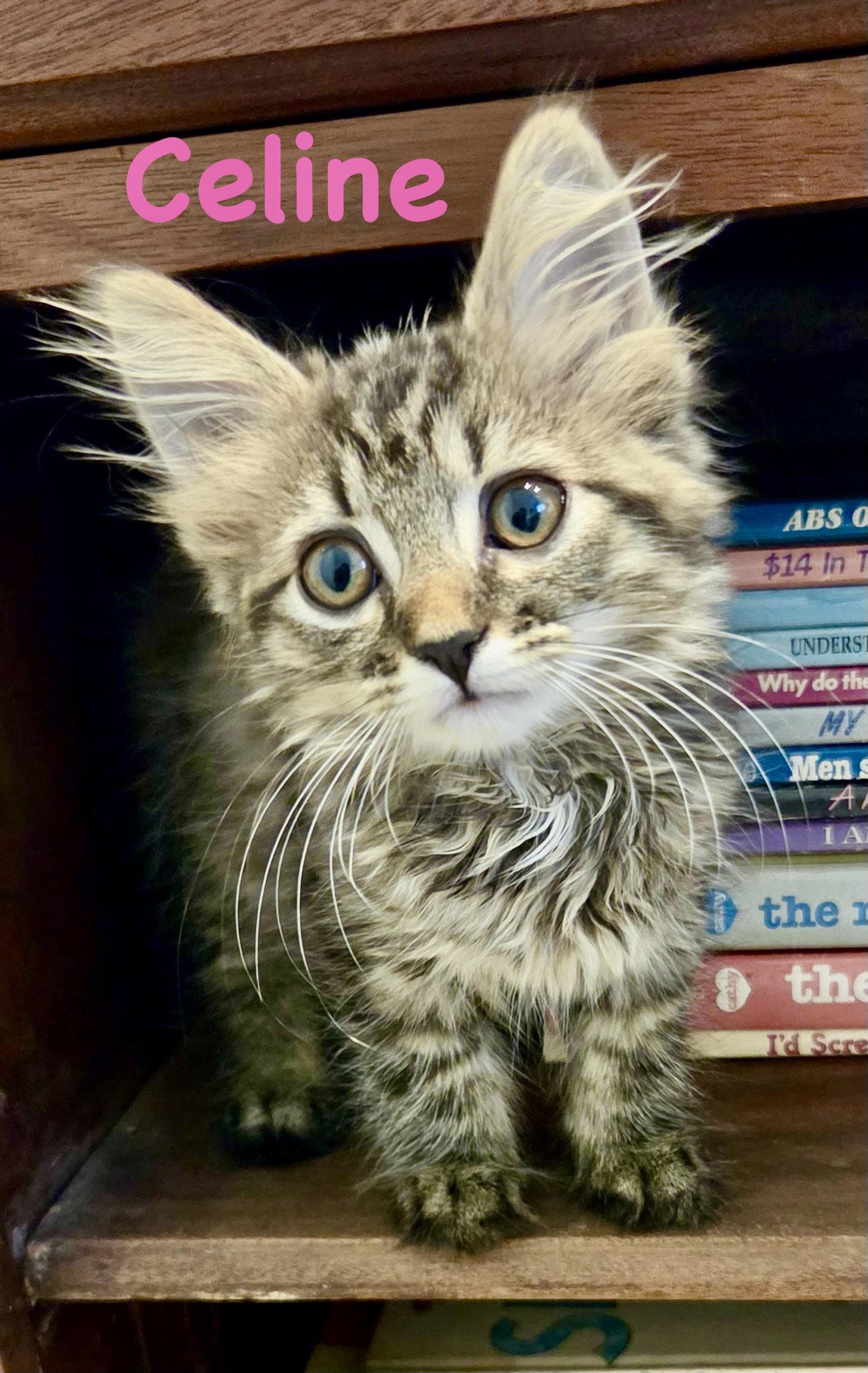 Celine, Adoptable, Kitten Female Domestic Long Hair.