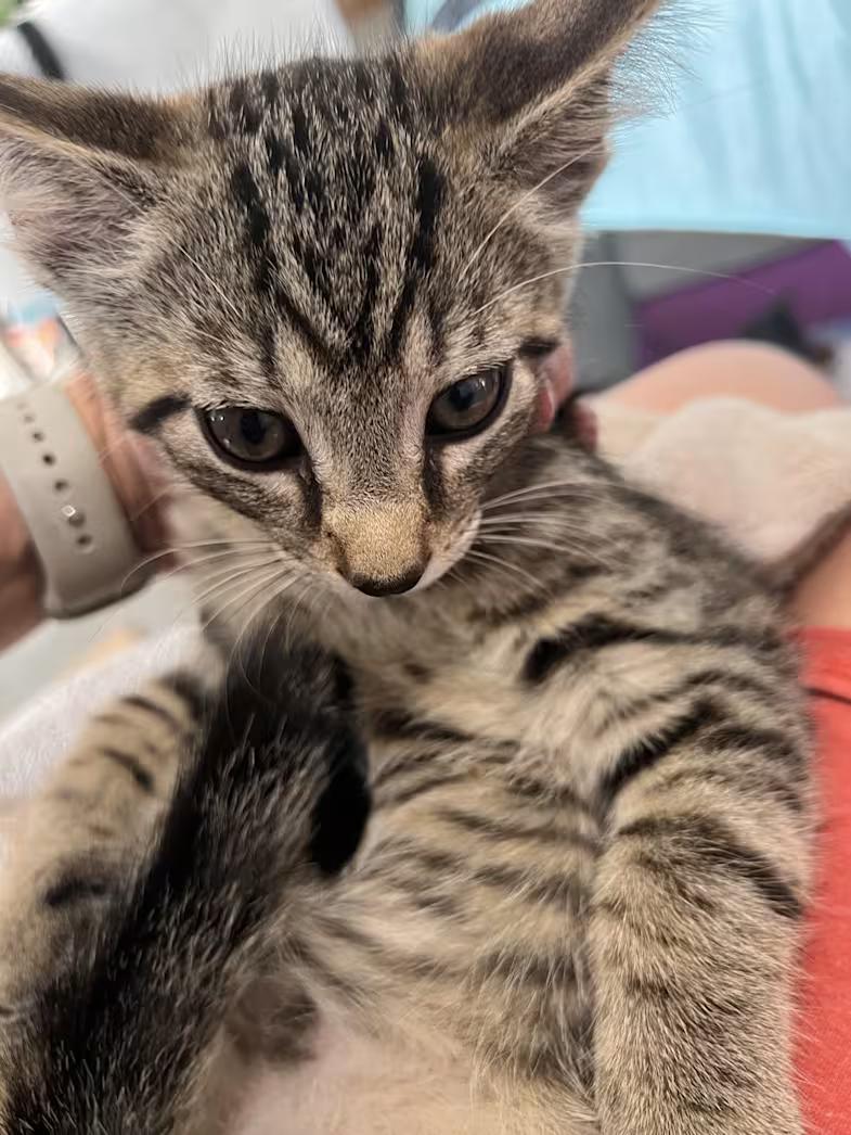 Enlarge Nutmeg, a Adoptable Domestic Short Hair in Findlay, OH image 1/1