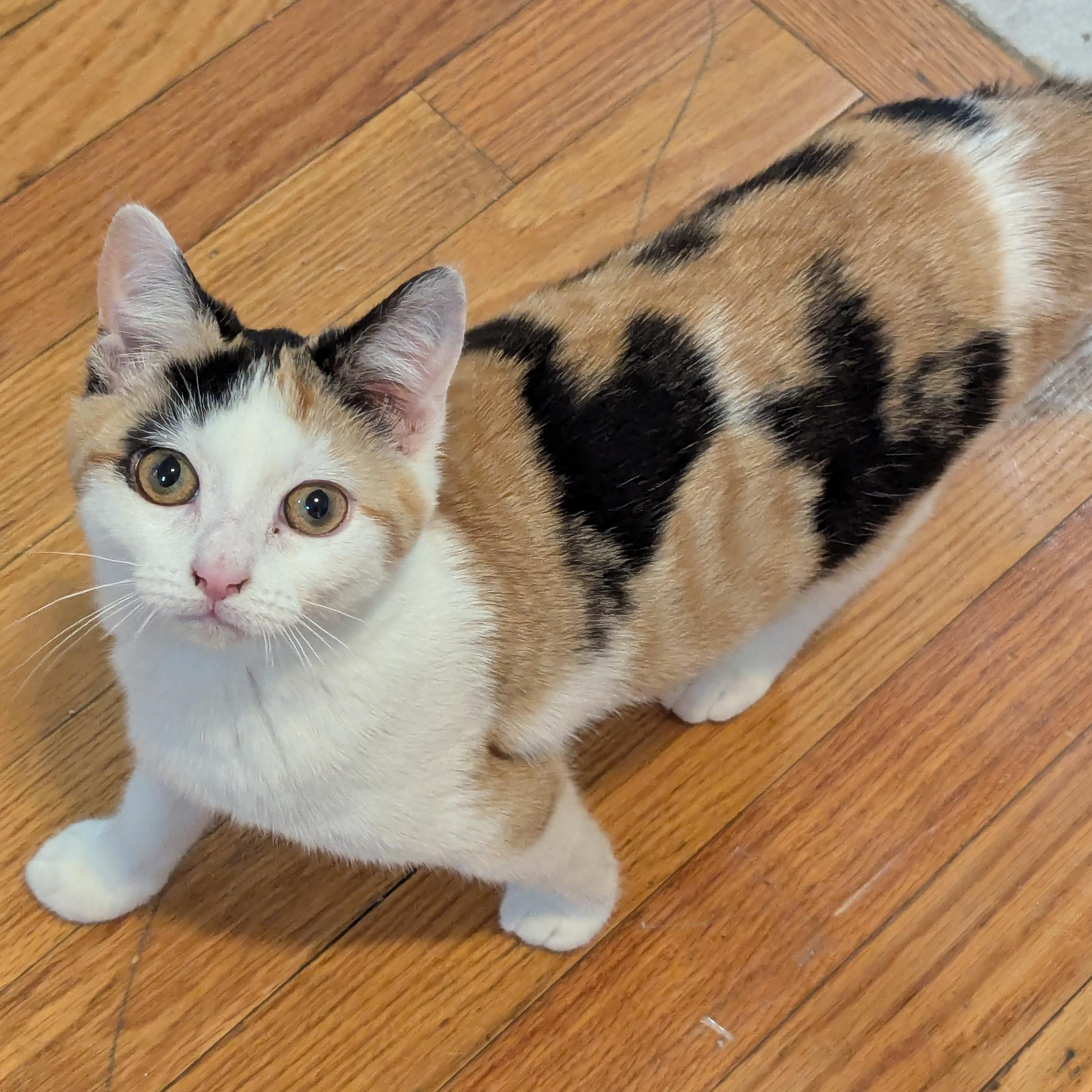 Enlarge Vivi, an adopted mixed breed in Bayonne, NJ image 5/6