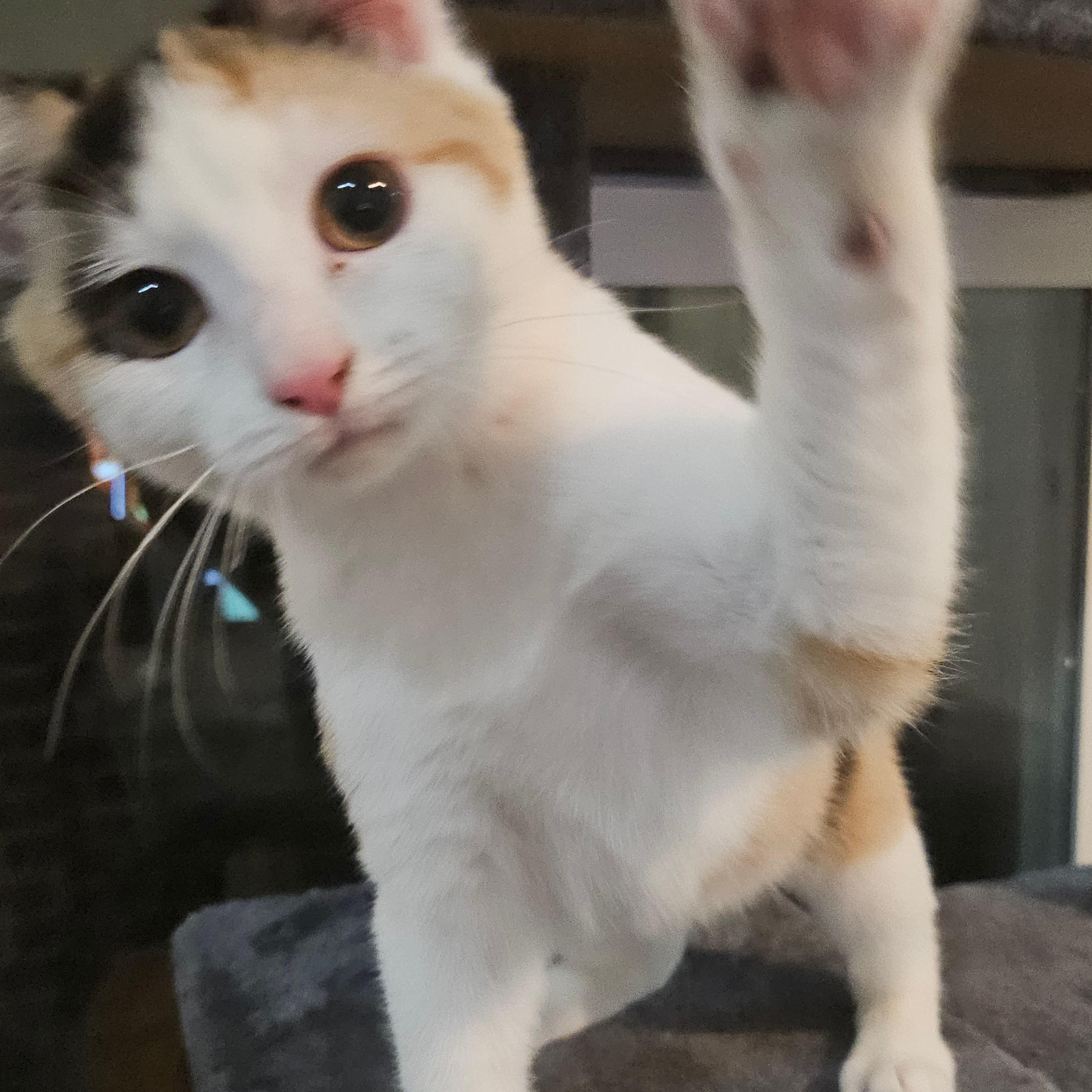 Enlarge Vivi, an adopted mixed breed in Bayonne, NJ image 4/6