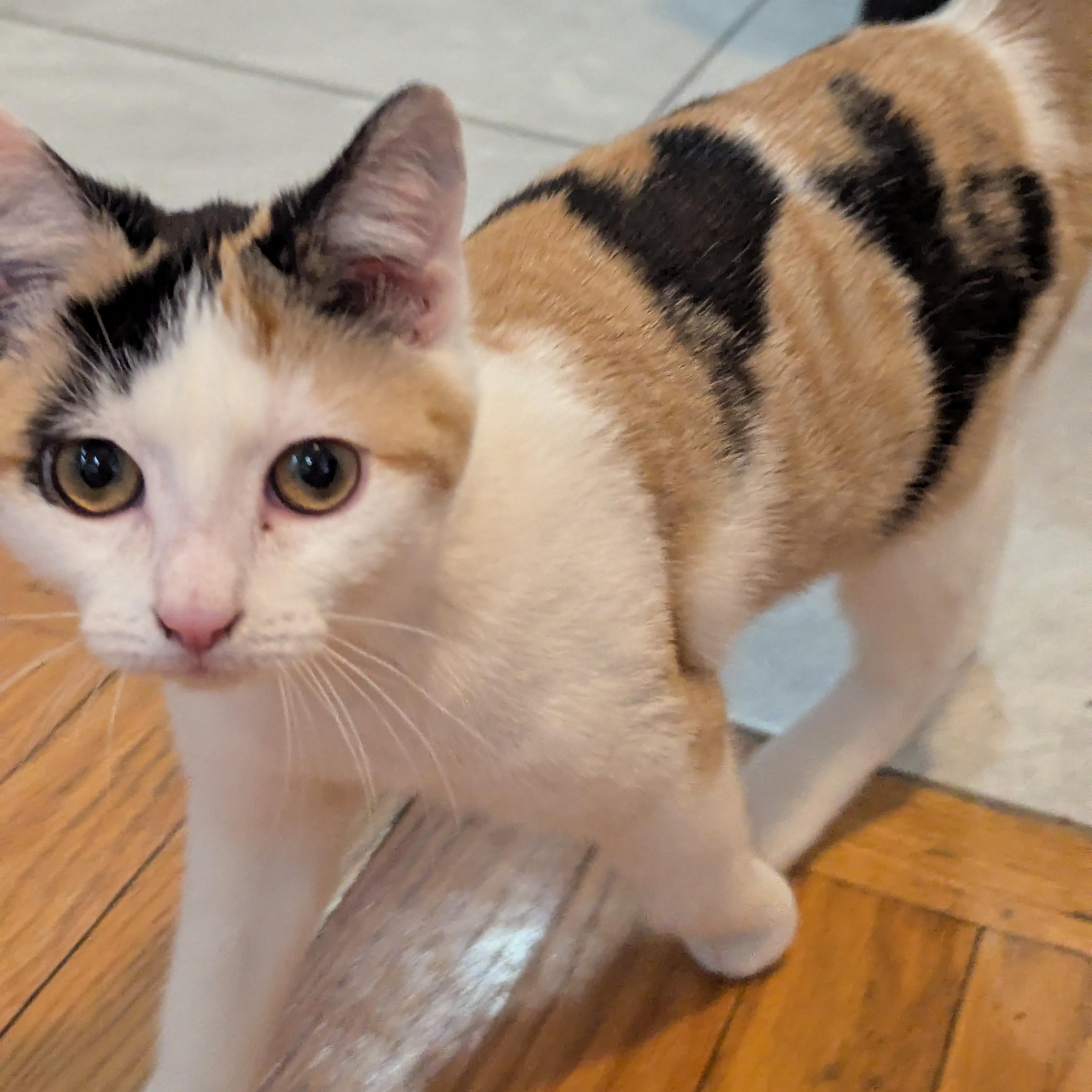 Enlarge Vivi, an adopted mixed breed in Bayonne, NJ image 3/6