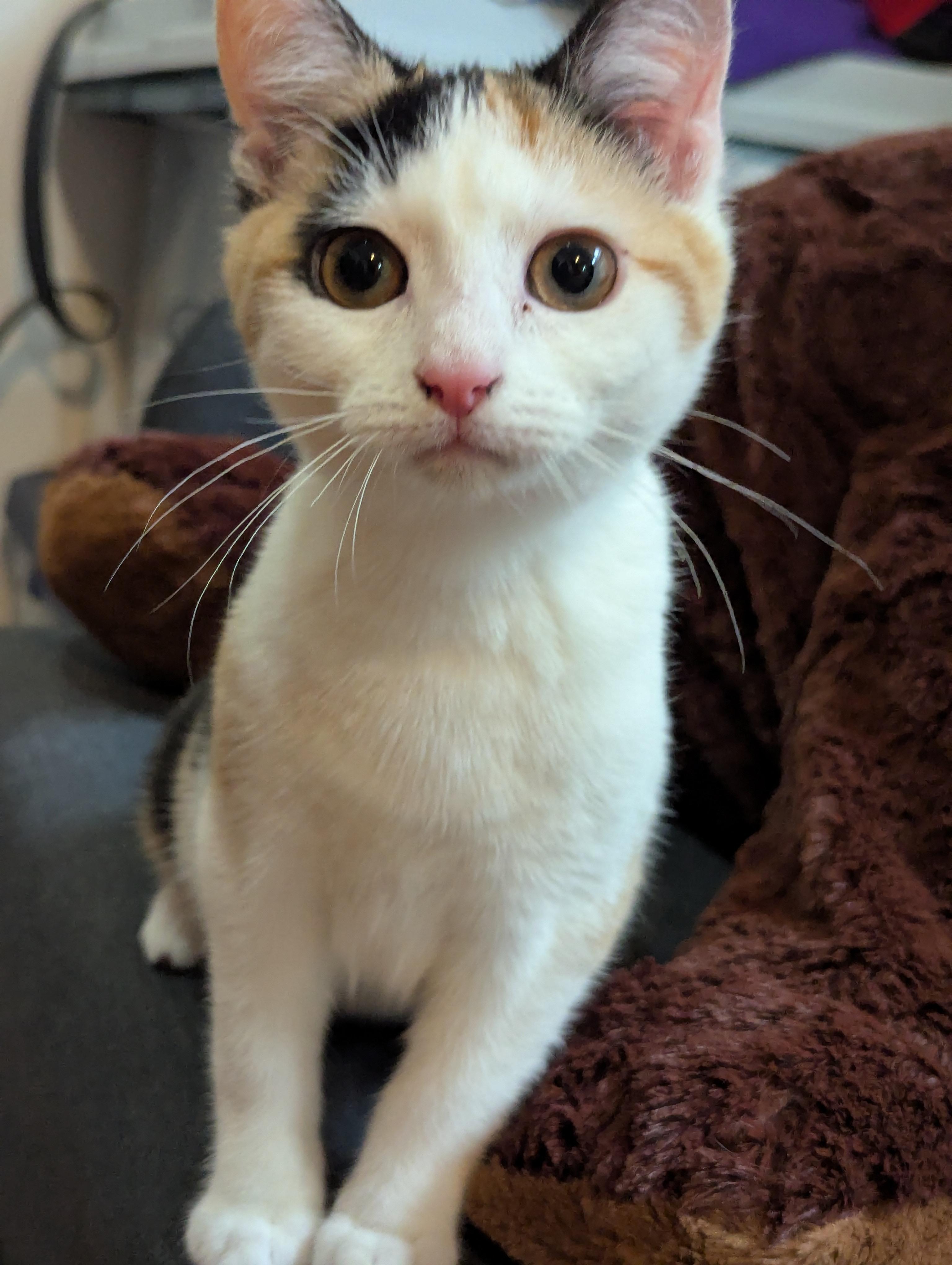 Vivi, adopted, Kitten Female Calico & American Shorthair.