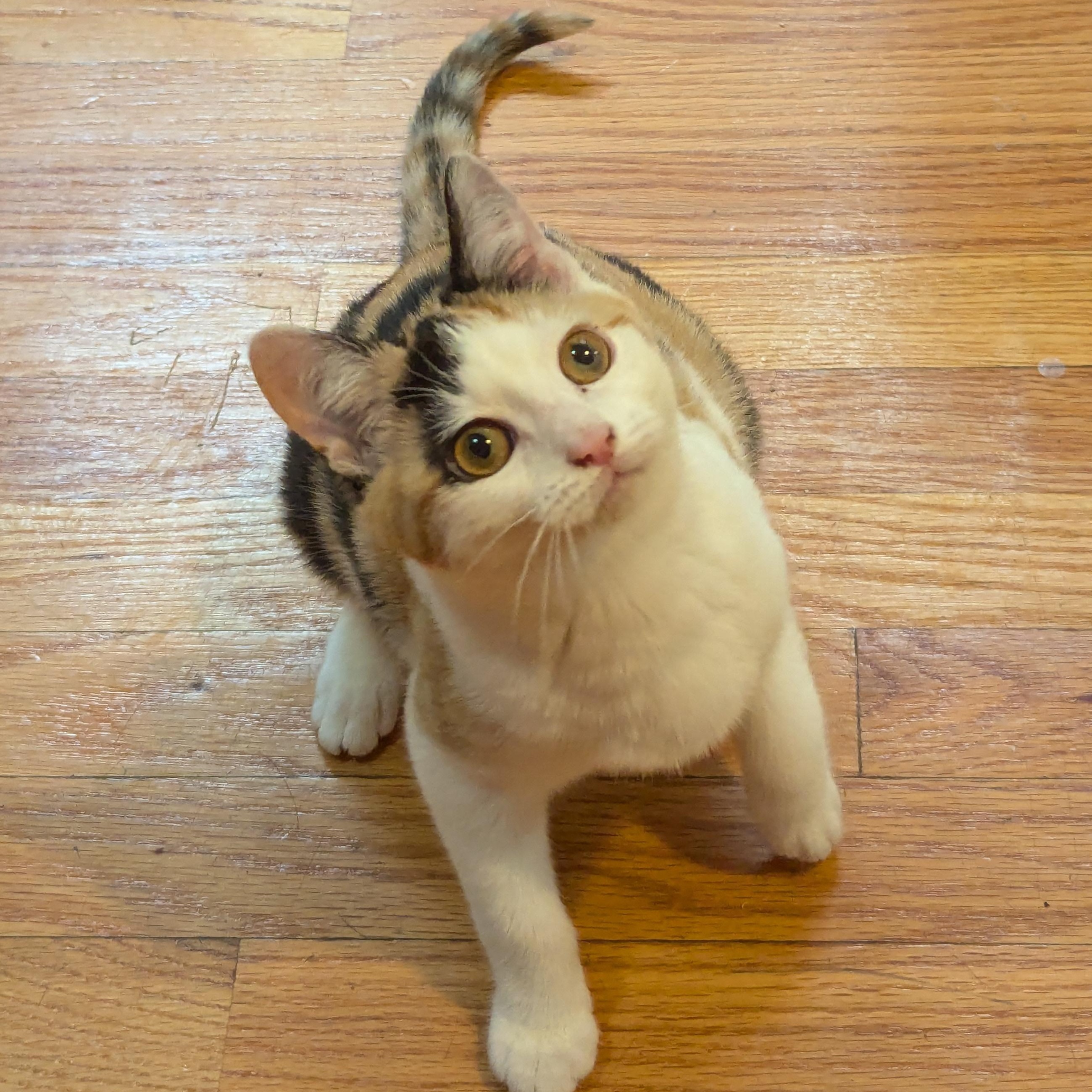 Enlarge Vivi, an adopted mixed breed in Bayonne, NJ image 6/6