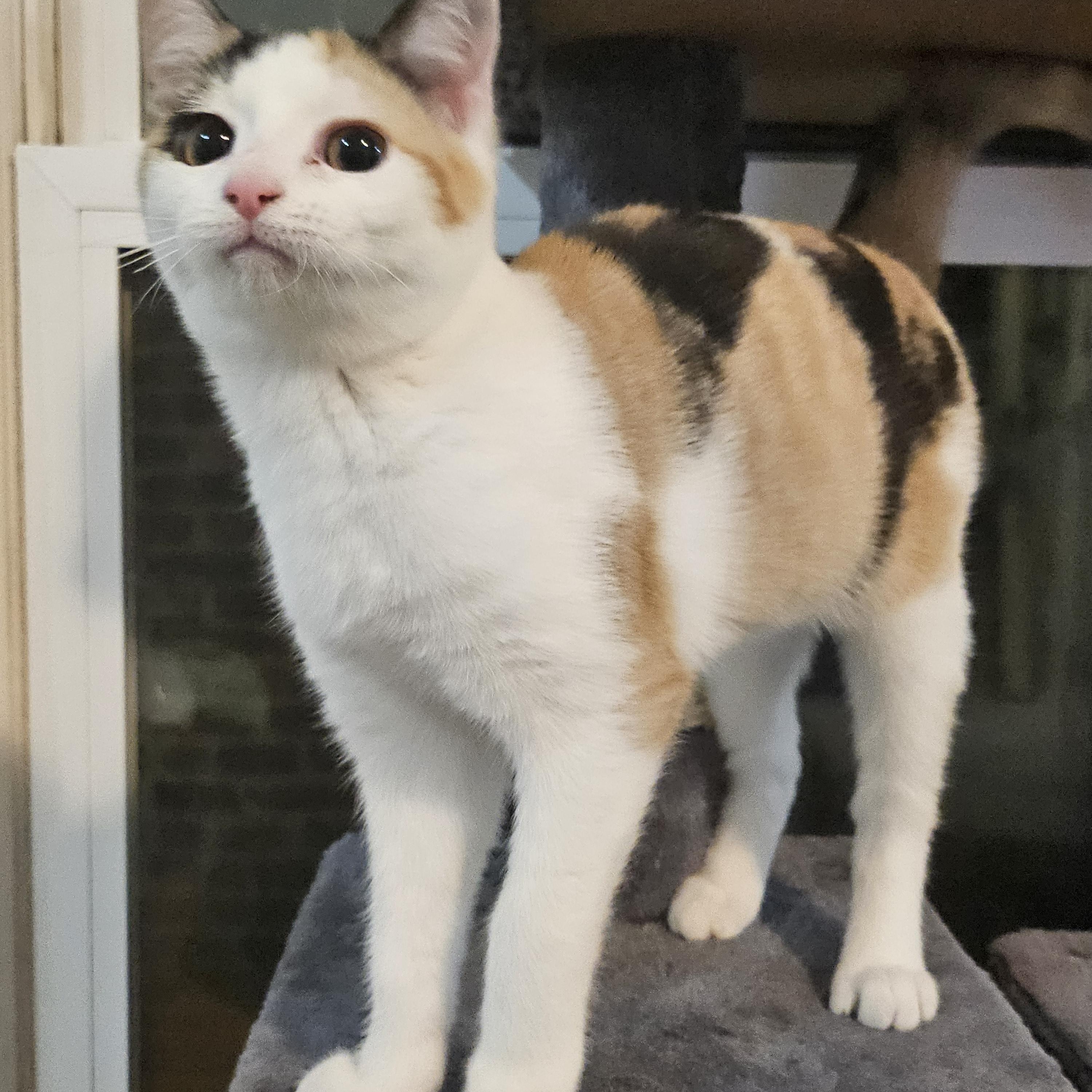 Enlarge Vivi, an adopted mixed breed in Bayonne, NJ image 2/6