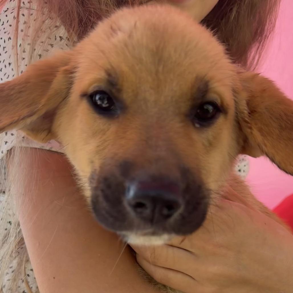 Beau, Adoptable, Puppy Male Belgian Shepherd / Malinois.
