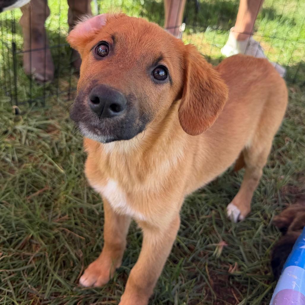 Enlarge Beau, a Adoptable Belgian Shepherd / Malinois in Duck River, TN image 2/3