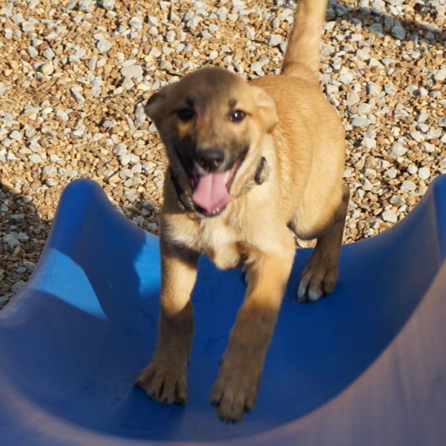 Enlarge Beau, a Adoptable Belgian Shepherd / Malinois in Duck River, TN image 3/3