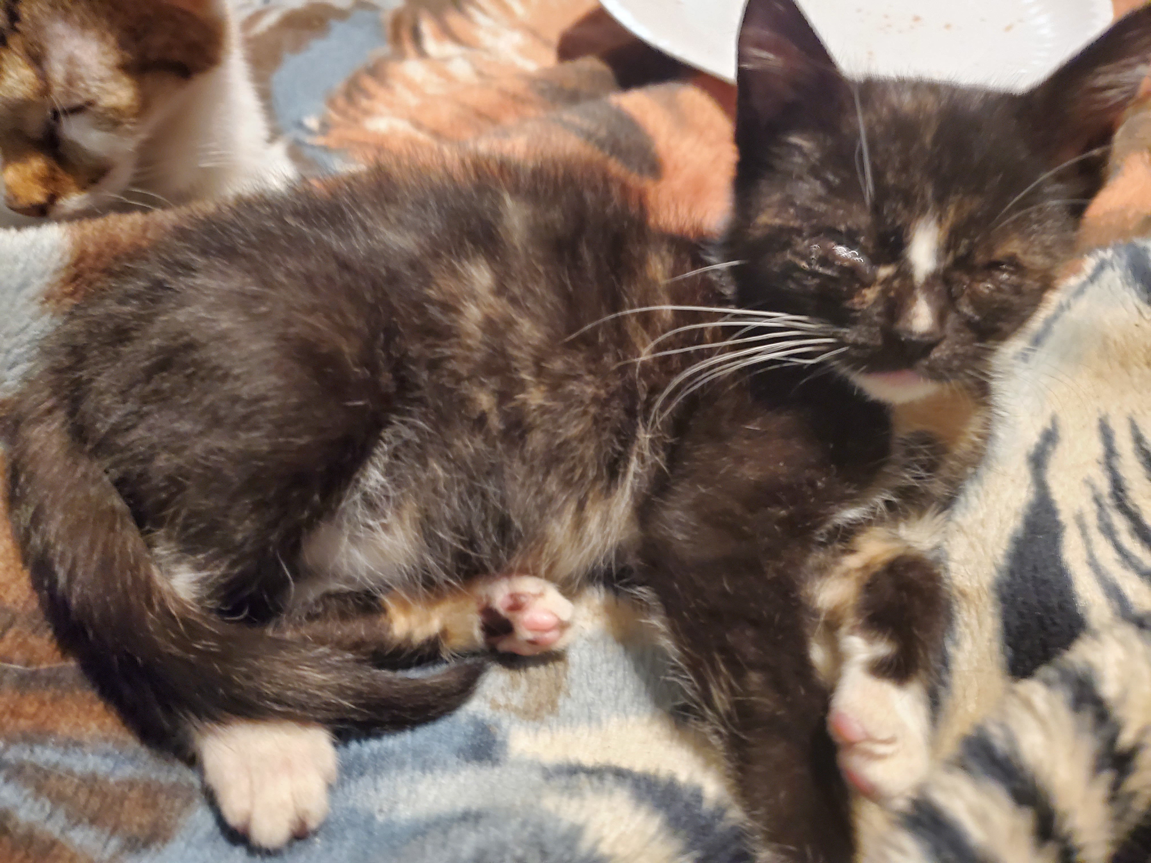 Enlarge Rowdy, a Adoptable mixed breed in Linton, IN image 1/2