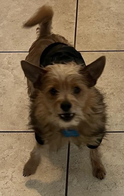 Enlarge MAVERICK, a ADOPTABLE mixed breed in fort worth, TX image 5/5