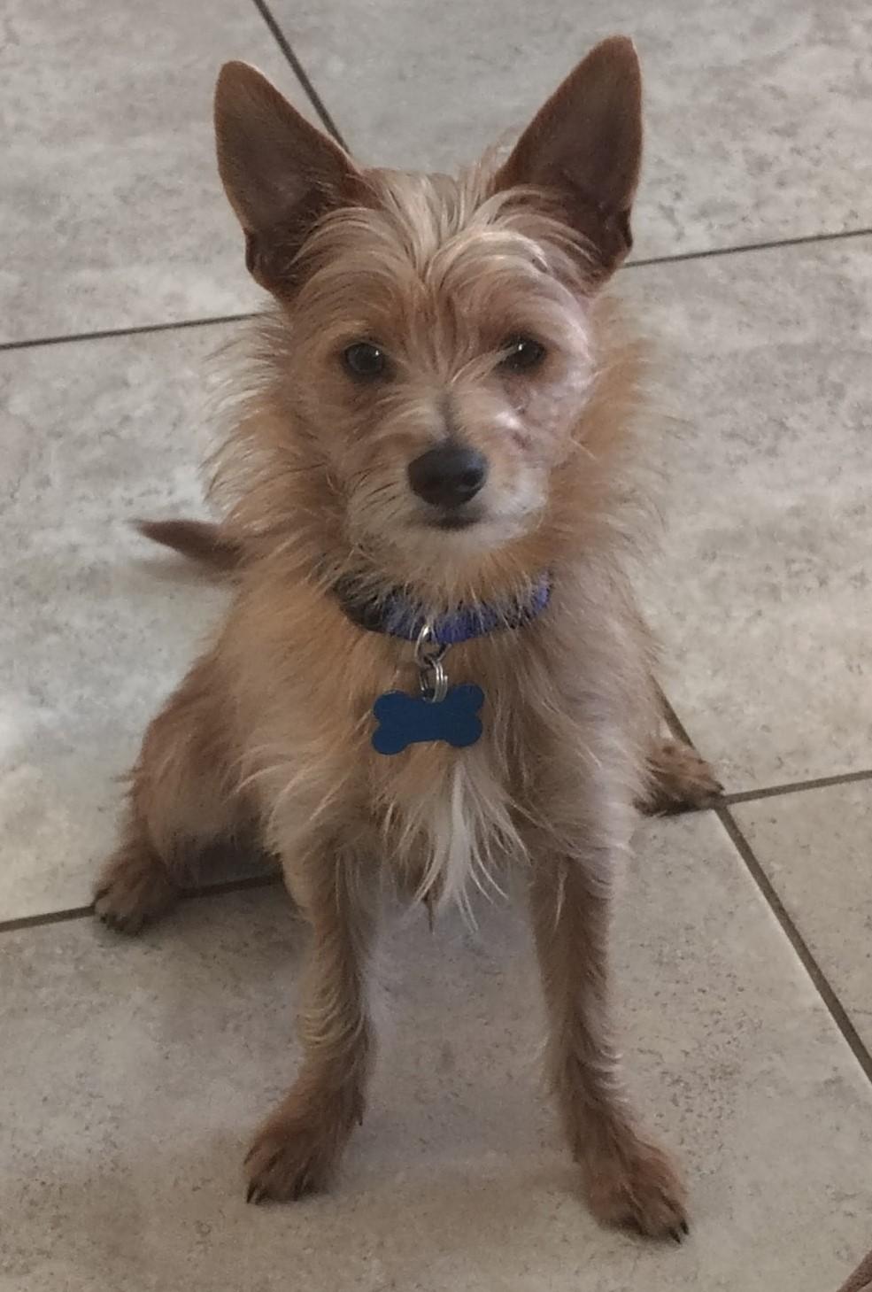 MAVERICK, ADOPTABLE, Young Male Cairn Terrier.