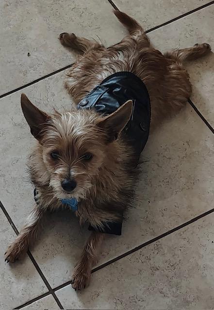 Enlarge MAVERICK, a ADOPTABLE mixed breed in fort worth, TX image 2/5