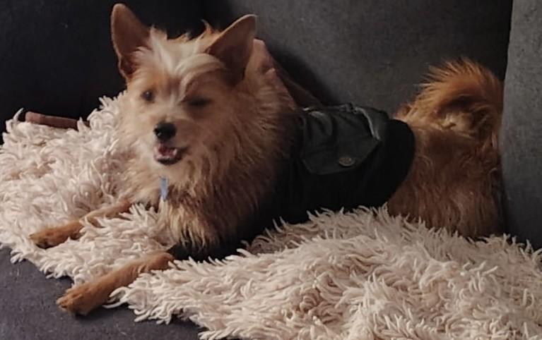 MAVERICK, adoptable, Young Male Cairn Terrier.