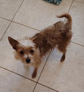 Enlarge MAVERICK, an adoptable mixed breed in fort worth, TX image 6/6