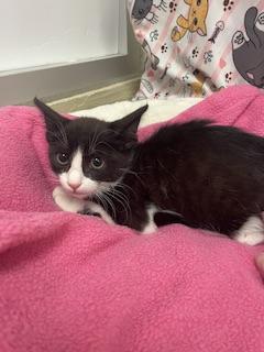 Zorro, Adoptable, Kitten Male Tuxedo.