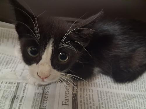 Enlarge Zorro, a Adoptable Tuxedo in Parlier, CA image 2/2